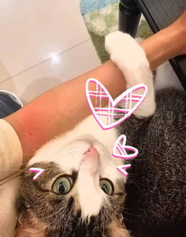 杨幂称小猫咪为“刮痧小猫”。
