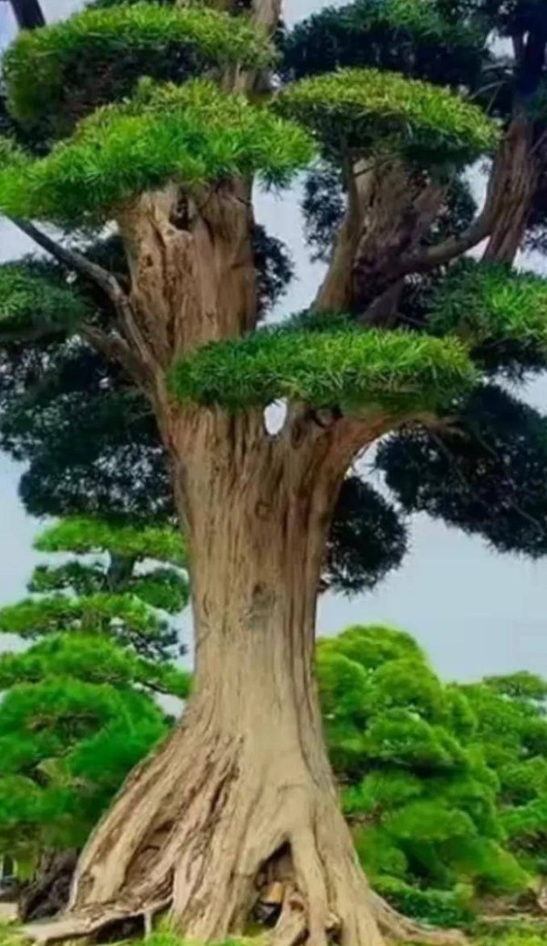 国外著名影星阿兰·德龙，一生风光潇洒的背后，老年竟如此悲怆啊