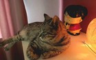 值班时与她人发生性关系猝死，法院：算工伤！