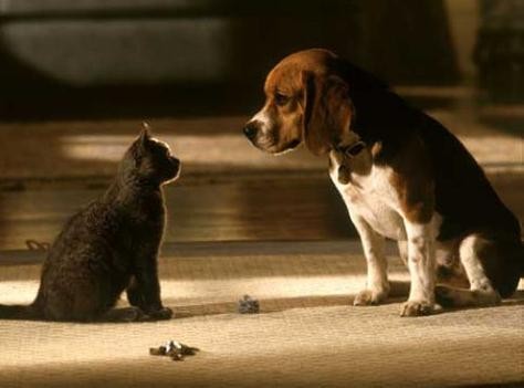 猫狗影视从宠物电影到动物明星