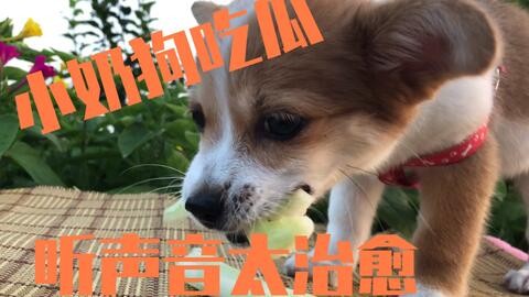 娱乐吃瓜菌小狗,揭秘网络红狗的幕后故事