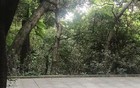 注意！网友称广州越秀公园有眼镜蛇出没