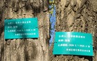 网友喊话余华“地坛公园的树该续费了”，余华回应