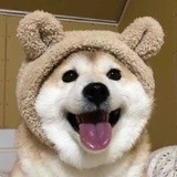龟壳小姐