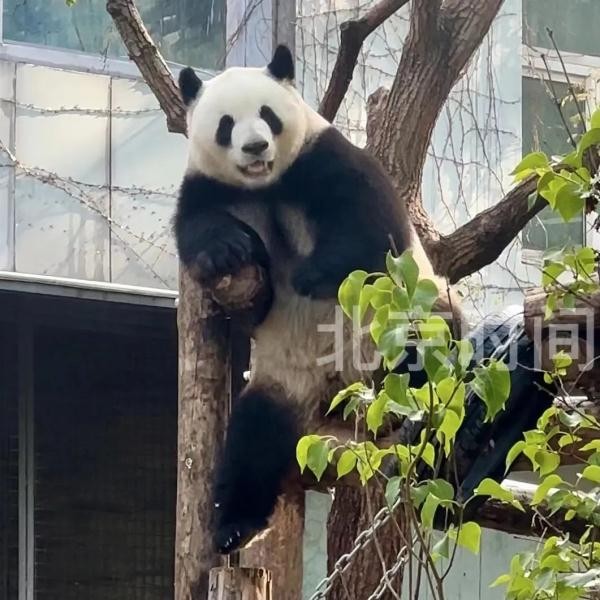 今天，三位顶流过生日！