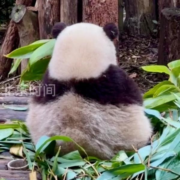 今天，三位顶流过生日！