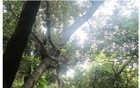 近期多发！公园有“眼镜蛇”出没？紧急提醒→