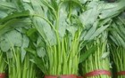 一种叫得出却写不出名字的蔬菜——ong菜