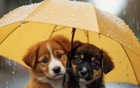 北京要下雨了！局地暴雨！