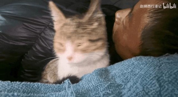 网红猫 悬赏击杀