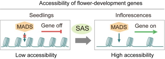 20250430-Nucleic Acids Research -何新建-2. SAS复合体在花发育过程中的作用模型.png