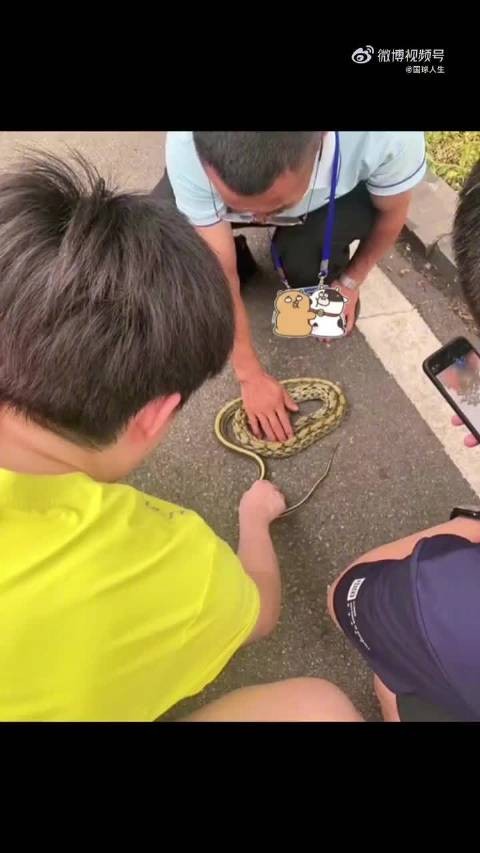 王楚钦抓蛇