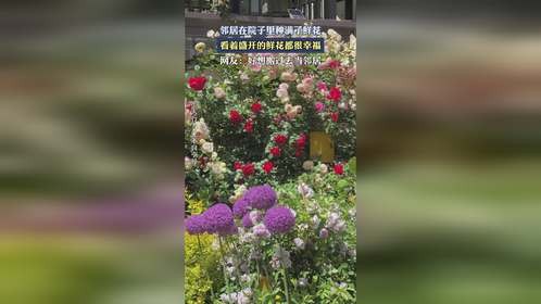 邻居在院子里种满了鲜花，看着盛开的鲜花都很幸褔。