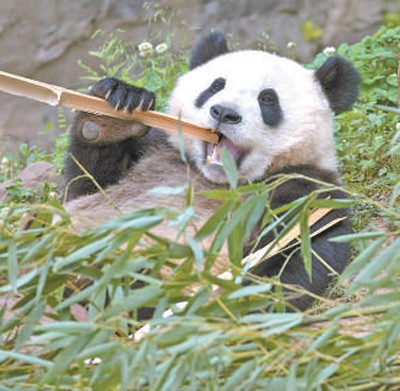 中国大熊猫保护研究中心都江堰基地的大熊猫憨态可掬。陈先林摄（影像中国）