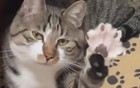 网友家的两只猫每天都在上演各种宫斗剧情