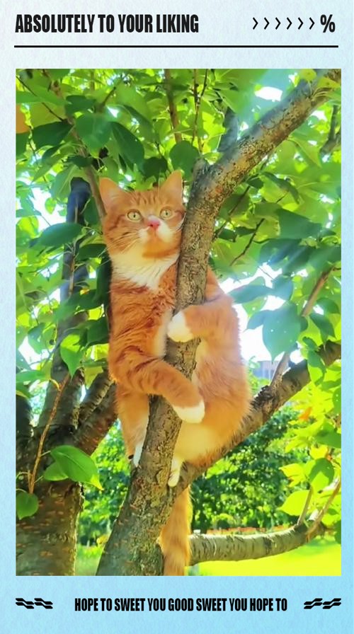 猫的树：明星背后的微电影导演