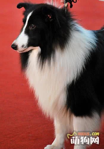 给宠物犬美容应豫备七工具