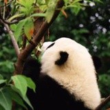 聪睿