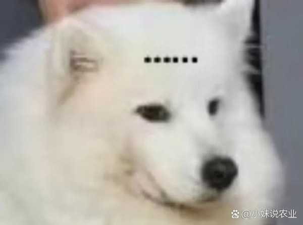 娱乐影视大放送！8月好剧连连...@小妹说农业的动态
