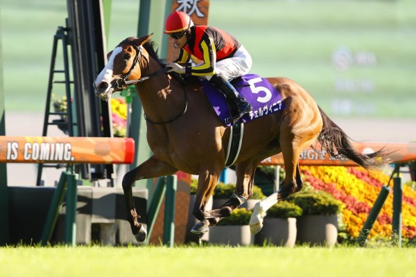 Cervinia wins the Shuka Sho