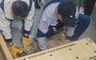 北京一小区地下车库，惊现中华斑羚