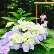必要时担任演员和导演声音免费在线播放