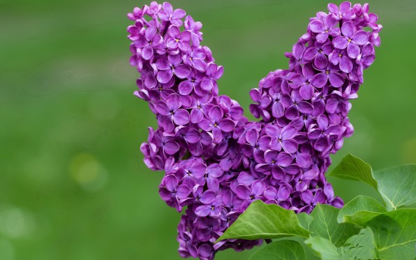 命犯桃花的八字命理,八字桃花运势揭秘：你的命盘藏着哪些爱情密码？