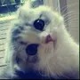猫坏了