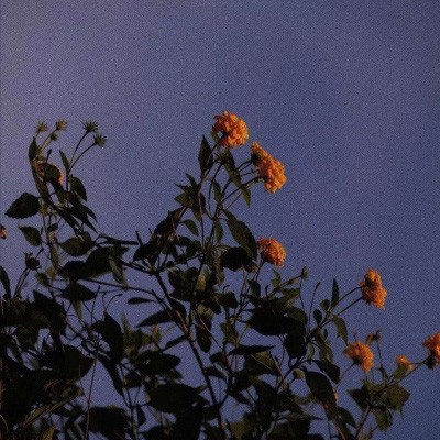 余欢