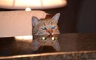 20张照片揭露真相：猫比你想象的要可怕！