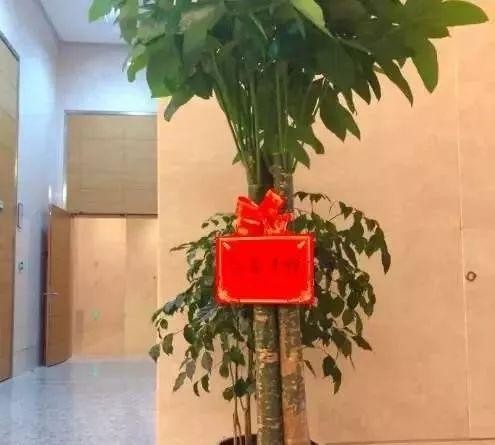 别家都送花应援，王菊家送招财树亮眼，还是因为粉丝后援会太穷？