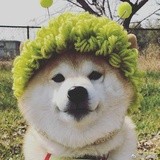 沙琪玛呀奔波霸