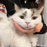小狼（跟不上版