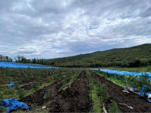又是一年收参季丨探访正官庄延吉工厂：全新布局中国红参市场