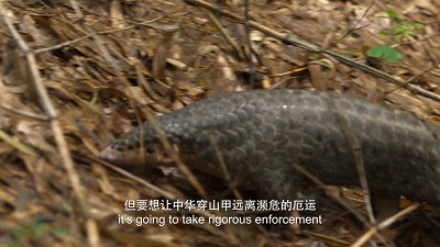 武夷山国家公园 穿山甲