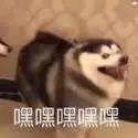 沙雕网友出的明星谜语测试题，第一题我就跪下了