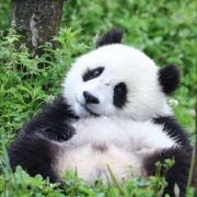 娱乐圈各顶流百度姓名...