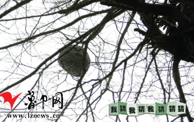 我猜我猜我猜猜猜(2005-11-6)