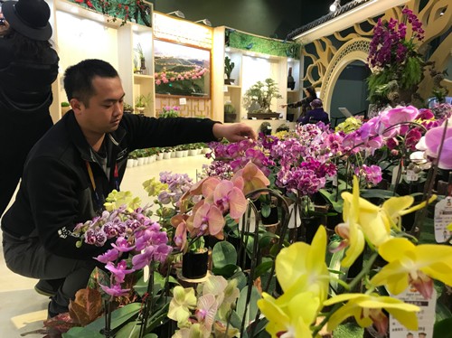 工作人员蔡德坤正在对参展花卉进行维护。（记者 王莉莉 摄）