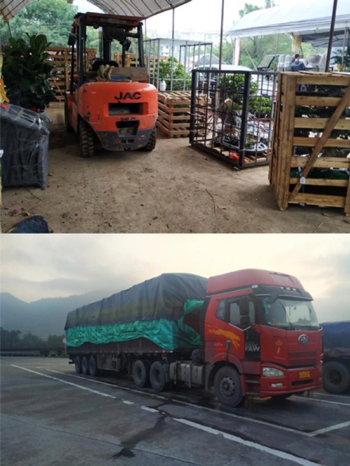 正在装箱花卉植物以及途中完成休整即将继续赶路的花卉车。（图片由福建省花卉协会提供）