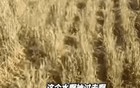村支书回应村里浇地180元每小时