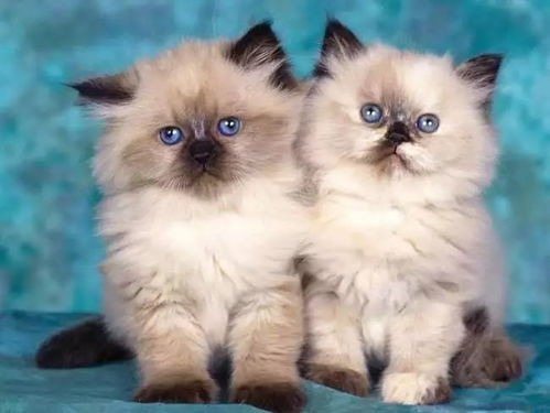 《猫咪成长记:从萌宝到明星,你准备好了吗?》
