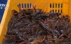 小龙虾价格暴降近50%