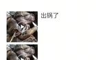 沈阳一店铺老板假借领养名义烹食流浪狗，警方回应