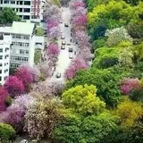 菠萝菠萝蜜