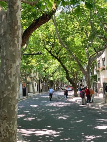 情侣约会好去处｜上海5月的梧桐大道没有对手