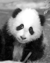 科技时代_熊猫泰山首次公开亮相成明星(图)