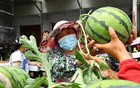 “验瓜师”月入3万？各西瓜产区有证书的仅寥寥数人