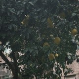 橘子