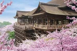 从京都到奈良，时尚新娘寻找樱花之旅